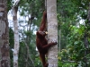 borneo_kumai_urang_utan_0191