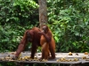 borneo_kumai_urang_utan_0196