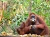 borneo_kumai_urang_utan_0231