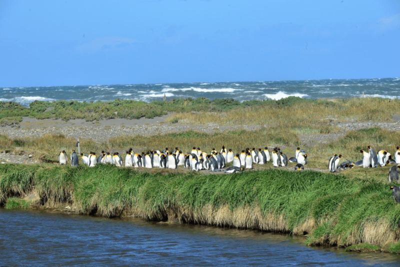 tolhuin_cameron_penguin_magallan_014
