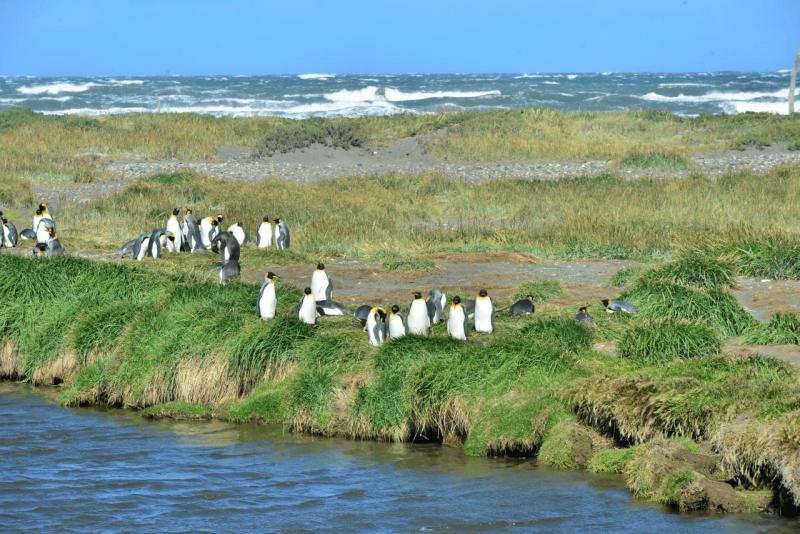 tolhuin_cameron_penguin_magallan_015