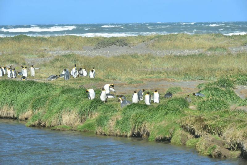tolhuin_cameron_penguin_magallan_017