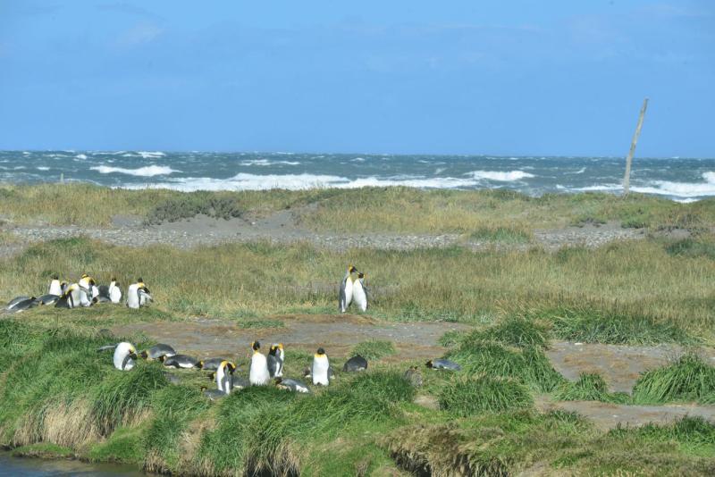 tolhuin_cameron_penguin_magallan_018