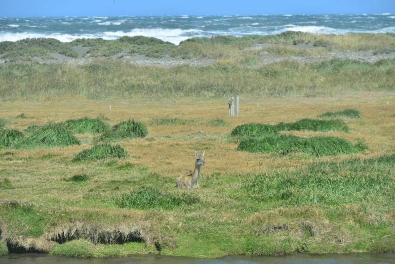 tolhuin_cameron_penguin_magallan_021