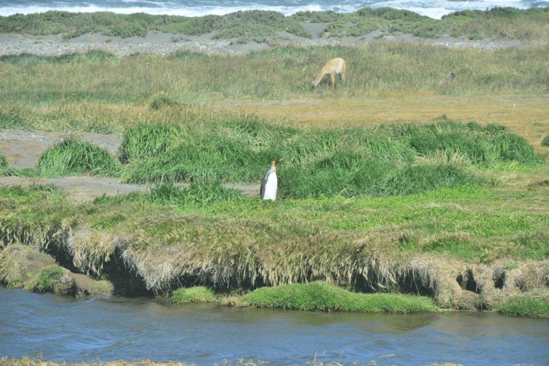 tolhuin_cameron_penguin_magallan_024