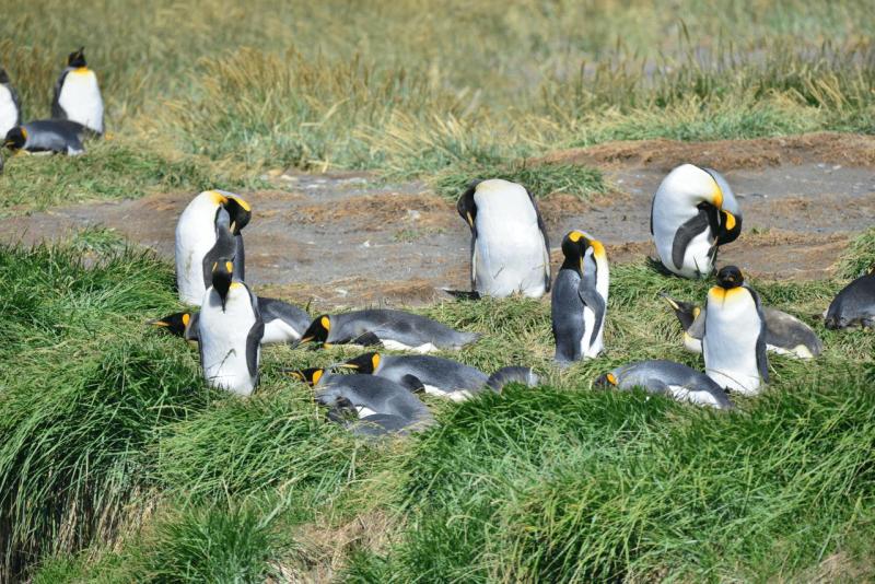 tolhuin_cameron_penguin_magallan_027
