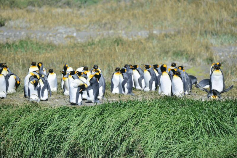 tolhuin_cameron_penguin_magallan_028