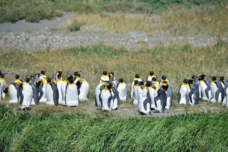 tolhuin_cameron_penguin_magallan_029
