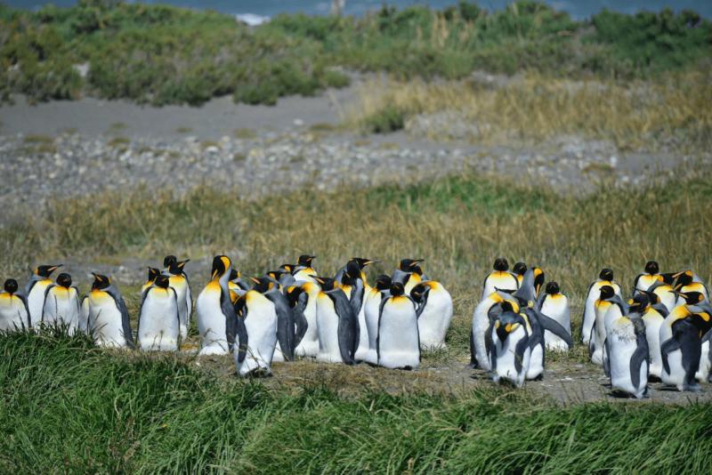 tolhuin_cameron_penguin_magallan_030