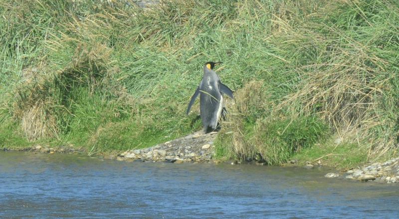 tolhuin_cameron_penguin_magallan_047