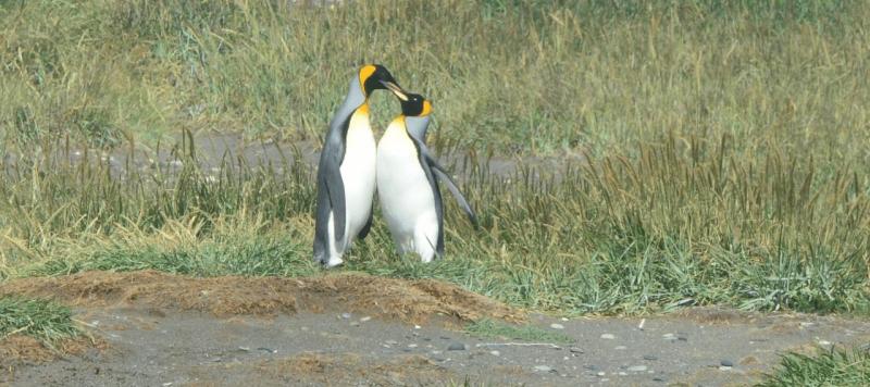 tolhuin_cameron_penguin_magallan_048