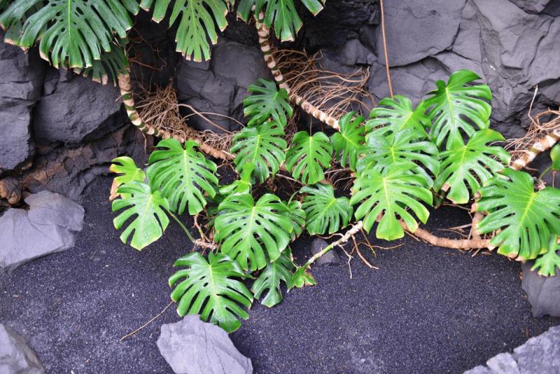 lanzarote_cesar_manrique_foundation_023