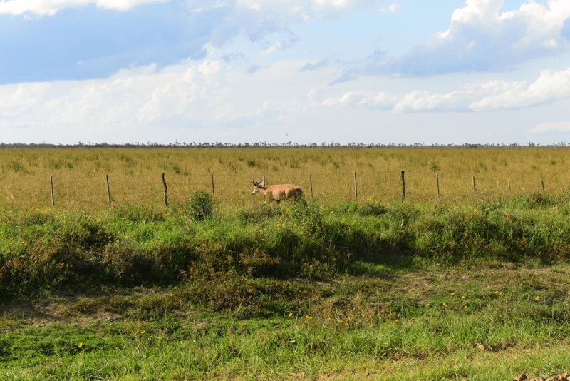 colonia_carlos_pellegrini_003