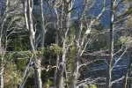 cradle_mountain_010