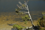 cradle_mountain_011