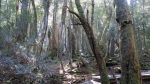 cradle_mountain_022