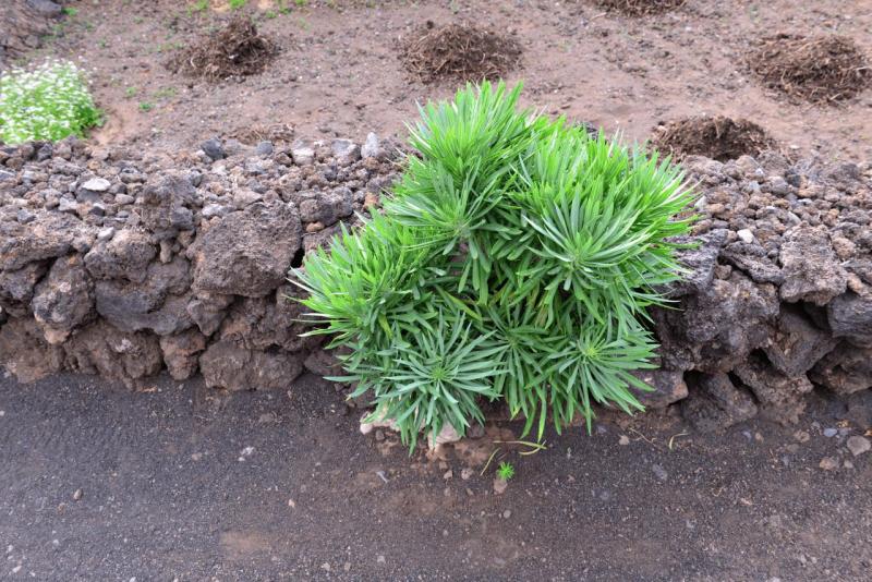 el_hiero_ecomuseo_de_guinea_024