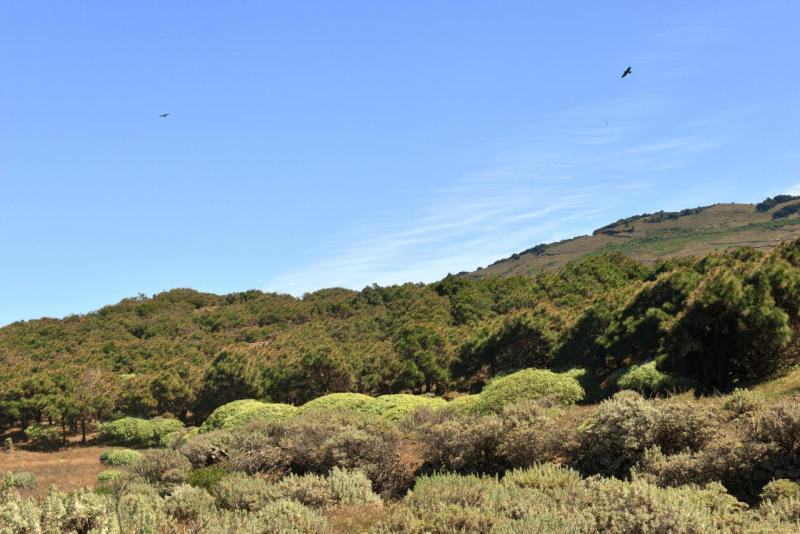 el_hiero_hike_el_sabinar_014