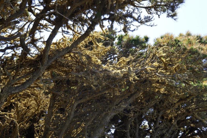 el_hiero_hike_el_sabinar_019