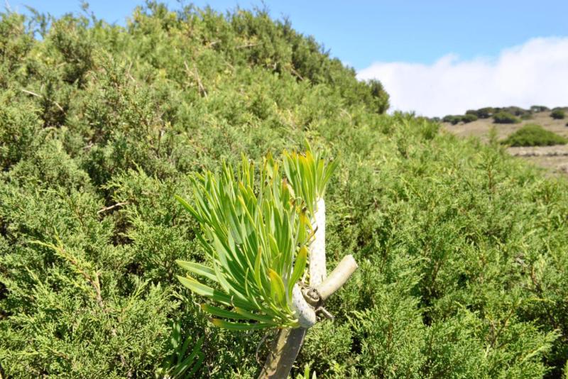 el_hiero_hike_el_sabinar_020