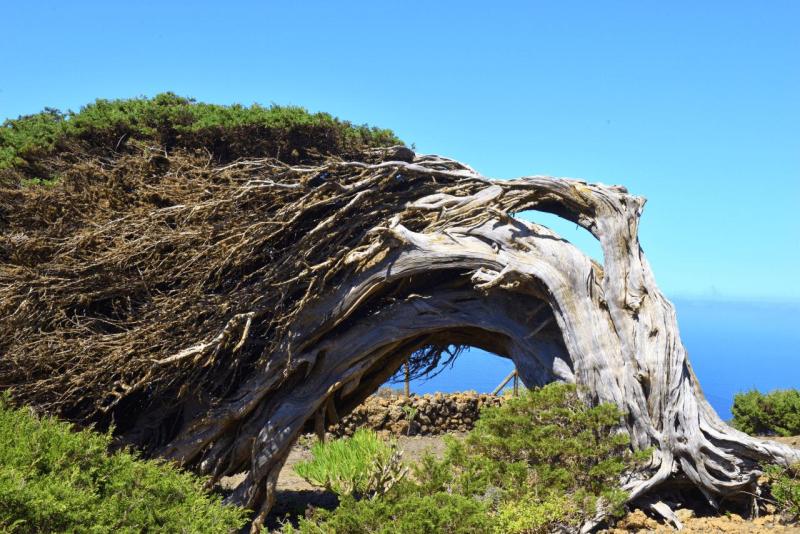 el_hiero_hike_el_sabinar_022