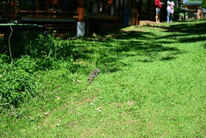 el_soberbio_mocona_panambi_029