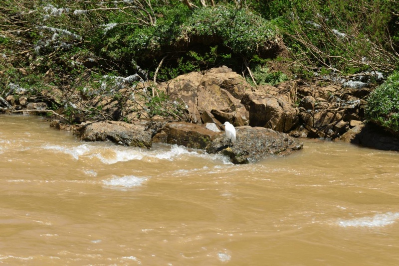 el_soberbio_mocona_panambi_035