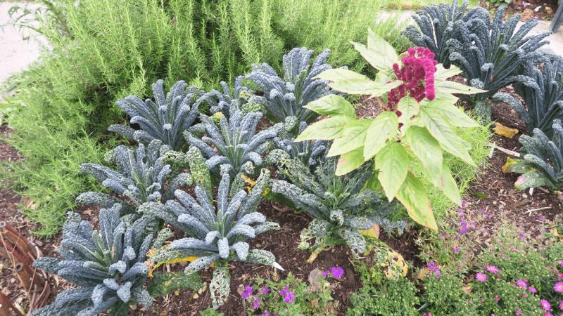bonython_garden_005
