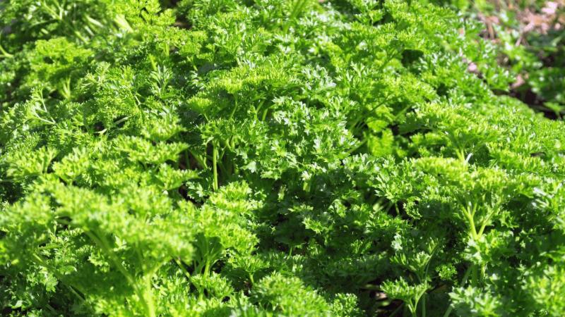 bonython_garden_008