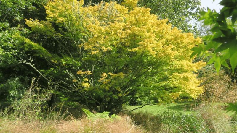 bonython_garden_011