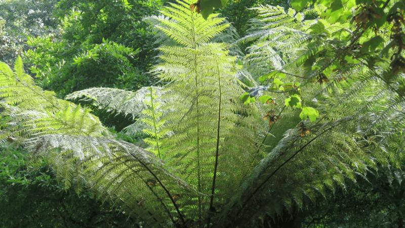 bonython_garden_014