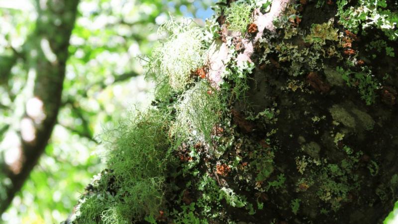 bonython_garden_019
