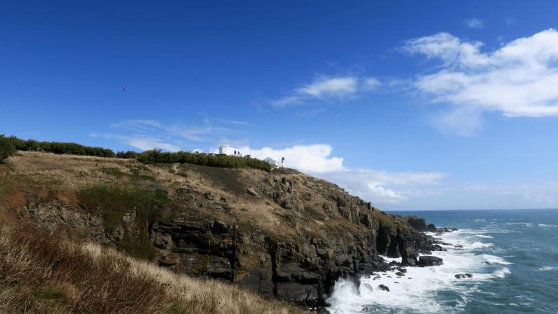lizard_point_012