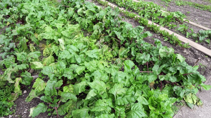 the_lost_gardens_of_heligan_006