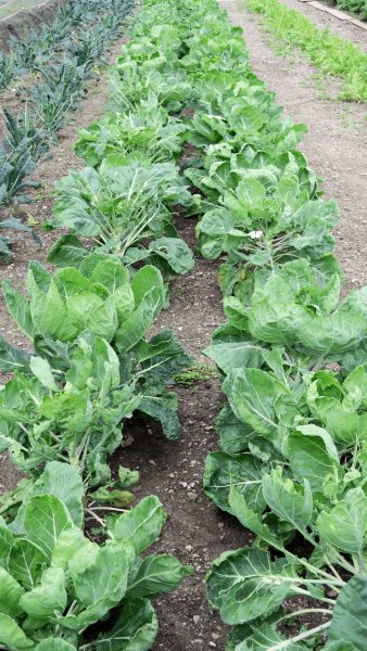 the_lost_gardens_of_heligan_008