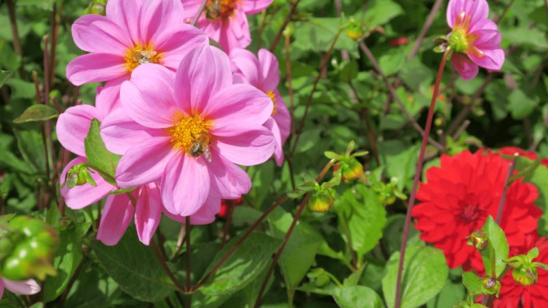 the_lost_gardens_of_heligan_015