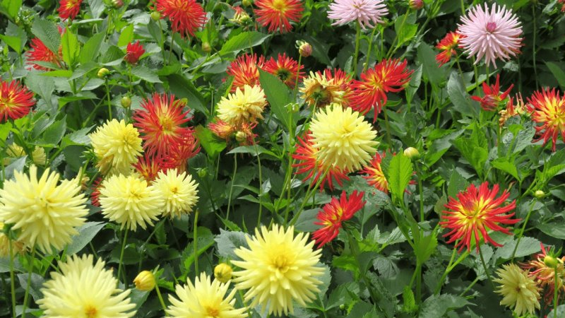 the_lost_gardens_of_heligan_023