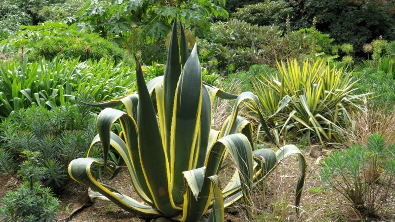 the_lost_gardens_of_heligan_025