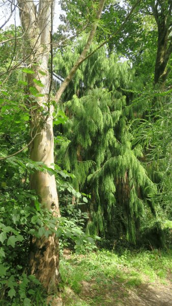 the_lost_gardens_of_heligan_026
