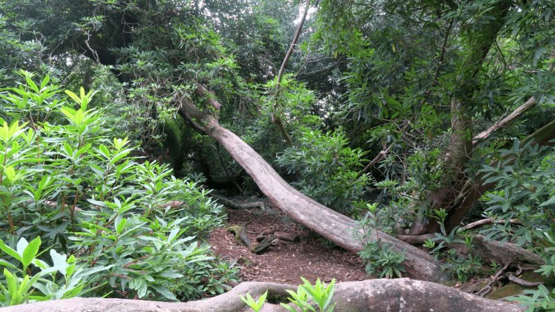 the_lost_gardens_of_heligan_029