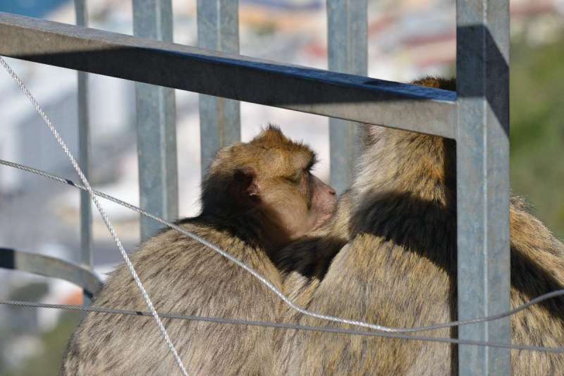 gibraltar_0091