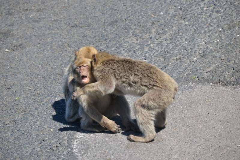 gibraltar_0106