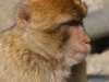 gibraltar_0086