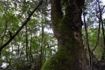 strahan_gordon_river_tour_025