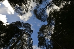strahan_gordon_river_tour_026