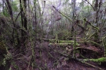 strahan_gordon_river_tour_027