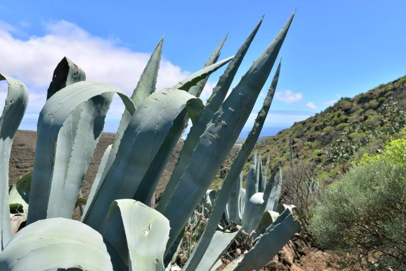 gran_canary_cueva_bermeja_017