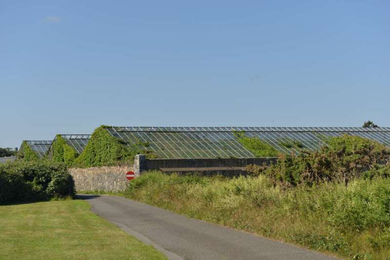 guernsey_0041