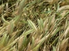 guernsey_0051