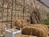 guernsey_0096